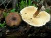 1_polyporus_brumalis_1_t1.jpg