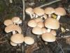 1_psathyrella_castanea_2_t1.jpg