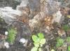 1_psathyrella_piluliformis_cortinarius_pluteus_t1.jpg