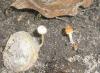 1_psathyrella_sp_1_t1.jpg