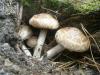 1_psathyrella_sp_caput-medusae_1_t1.jpg