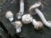 1_psathyrella_sp_caput-medusae_1a_t1.jpg