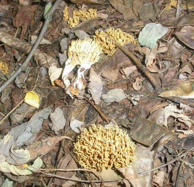 1_ramaria_sp_2.jpg