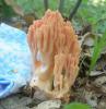 1_ramaria_sp_formosa_1a_t1.jpg