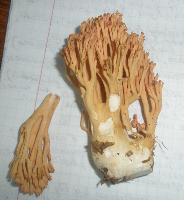 1_ramaria_sp_formosa_1b.jpg