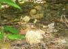 1_ramaria_stricta_1_t1.jpg