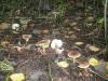 1_rhodocollybia_buturacea_1_t1.jpg