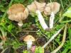 1_rozites_caperatus_1_t1.jpg