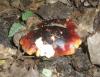 1_russula_atropurpurea_1_t1.jpg