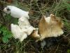 1_russula_consombrina_t1.jpg