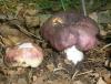 1_russula_cyanoxantha_1_t1.jpg