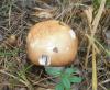 1_russula_decolorans_1_t1.jpg