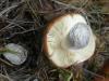 1_russula_decolorans_1a_t1.jpg