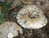 1_russula_delica_var_chloroides_t1.jpg