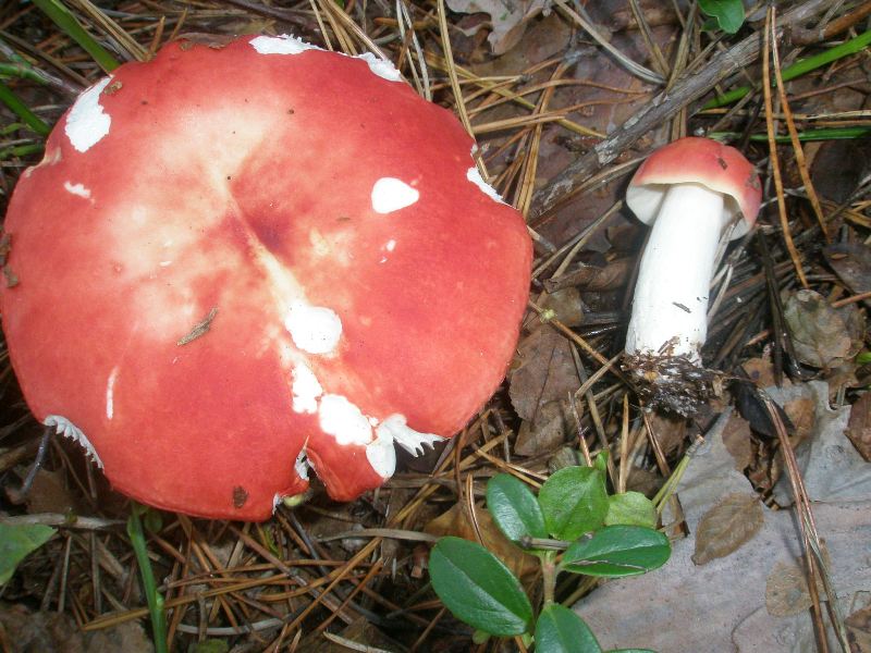 1_russula_emetica_1.jpg