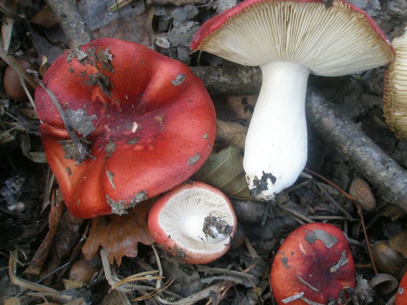 1_russula_emetica_sp_1a.jpg
