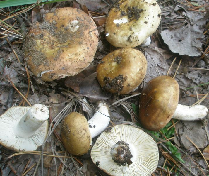 1_russula_maculata_2.jpg
