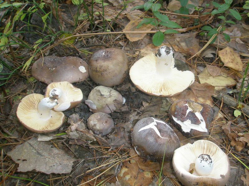 1_russula_mustelina_sp_1.jpg