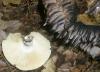 1_russula_nigricans_t1.jpg