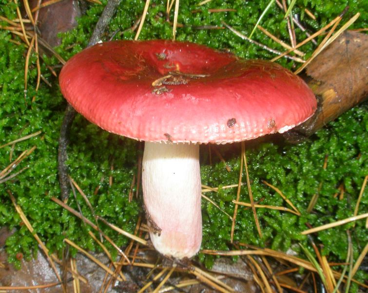 1_russula_sanguinea.jpg