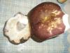 1_russula_sp_1_t1_1.jpg