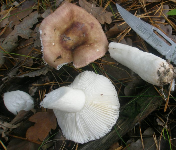 1_russula_sp_2_1.jpg
