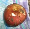 1_russula_sp_2_t1.jpg