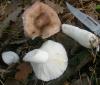 1_russula_sp_2_t1_1.jpg