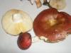 1_russula_sp_4_t1.jpg