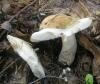 1_russula_sp_5cb_t1.jpg