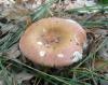 1_russula_sp_6_t1.jpg