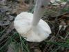 1_russula_sp_6a_t1.jpg