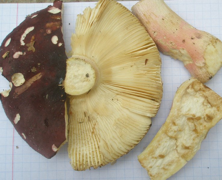 1_russula_sp_6b.jpg
