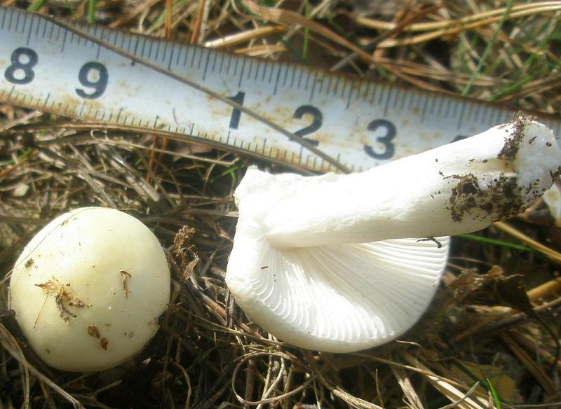 1_russula_sp_7.jpg