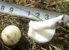 1_russula_sp_7_t1.jpg