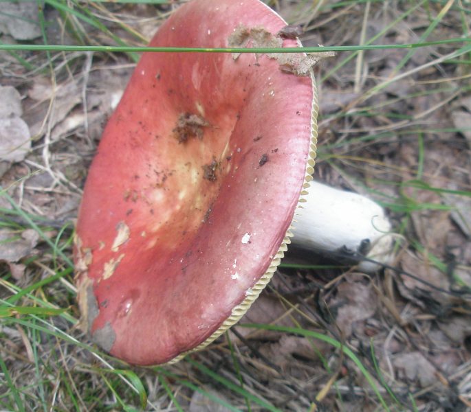 1_russula_sp_8.jpg