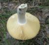 1_russula_sp_8a_t1.jpg