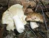 1_russula_sp_9_t1.jpg