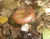 1_russula_sp_puellaris_1_t1.jpg