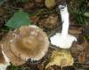 1_russula_sp_puellaris_t1.jpg