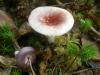 1_russula_sp_t1.jpg