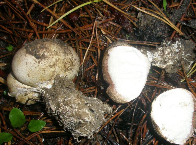 1_scleroderma_sp.jpg