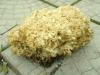1_sparrasis_crispa_1_t1.jpg
