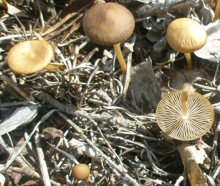 1_strobilurus_tenacellus_1a.jpg