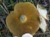 1_suillus_bovinus_1a_t1.jpg