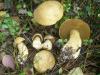 1_suillus_variegatus_1_t1.jpg