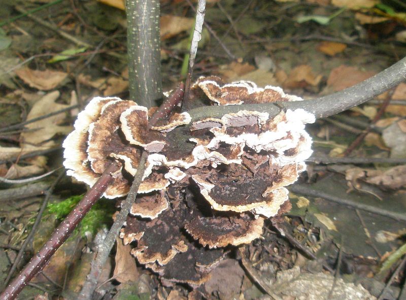 1_telephora_sp_1.jpg