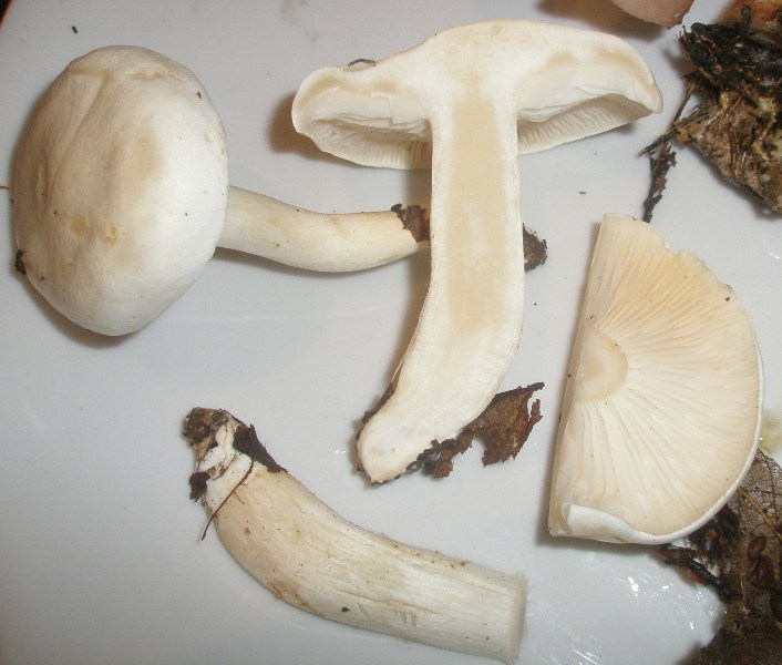 1_tricholoma_alba_1.jpg