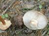 1_tricholoma_albobruneum_1_t1.jpg