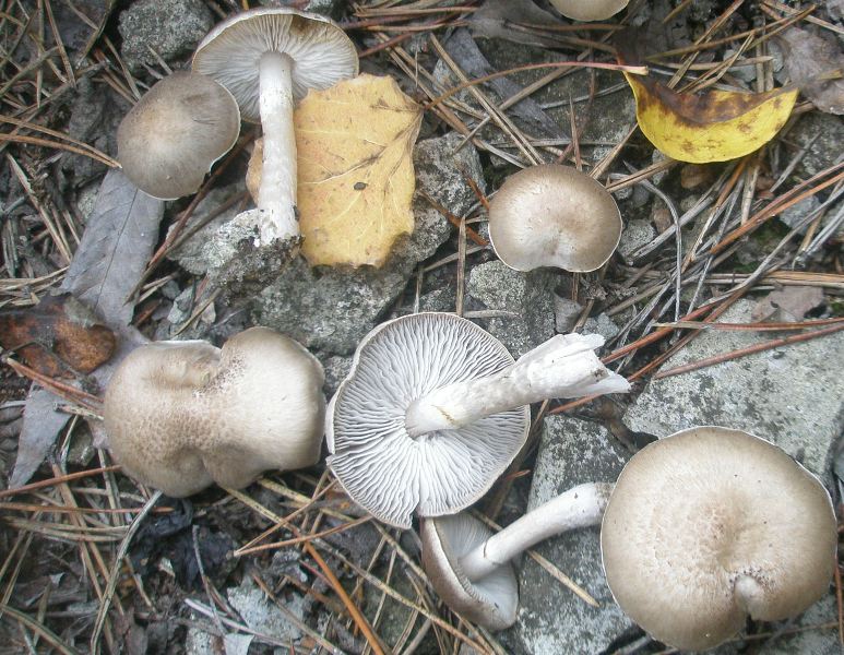1_tricholoma_cingulatum_1.jpg